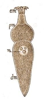 Sprsllatka: Corycella armata Leger (Doflein-Reichenow: Lehrbuch d. Zool. Bd. 2.)