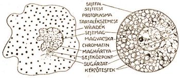 A sejt alkotrszei (Gelei-Gregus: Az ember s az llatok lete)