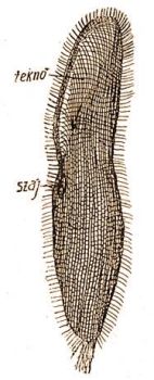 Az zalkllatka brkealji vzrendszere s szeglycsillzata (szjrs fldve, eredeti rajz)