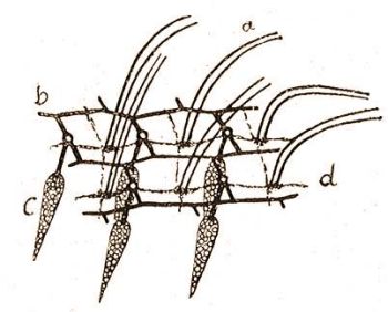 Az zalkllatka ectoplasmatikus szerveinek kis rszlete. a = csillk, b = vzrcs, c = vdlvegek (trichocystk), d = brkealji idegrcs (Gelei: Acta Univ. F. I. Szeged, 1925)