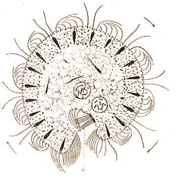 Az zalkllatka teste a szjrs magassgban tmetszve. Alant az ectoplazma betremkedse. A szjgdrben csillk s jobbra nyolc csillsoros kefe. Az ectoplazmban trichosystk, az entoplazmban kt emsztodvacska. A nyilak a csillk csapkodst jelzik. (Szerz eredeti rajza a Doflein-Reichenow: Lehrbuch d. Protozoenkunde, Bd. 1. szmra)