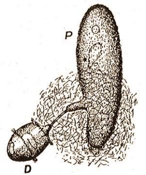 Az zalkllatka ezer nyilat, trichocystt lvldz tmadjra, a Dieliniumra (Kkenthal-Krumbach: Hdbuch d. Zoologie, Bd. 1.) 