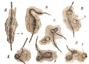 Amoeba verrucosa Ehrb. kkmoszatot nyel. 1 = lktethlyag (Doflein-Reichenow: Lehrbuch d. Protozoenkunde, Bd. 1.).