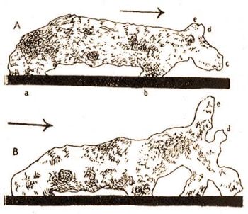 Az Amoeba proteus Pallas lpkedse az alzaton a nyl irnyban, a, b, c, d, e, a kt llapot megfelel llbait jelzik (Lang: Hdbuch d. Morphologie d. Wirbellosen, Bd. 1.)