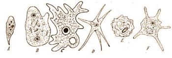 Klnfle Amoebk. A) Amoeba limax, B) Pelomyxa binucleata, C) A. vespertilio, D) A. radiosa, E) A. terricola, F) A. polypodia (Doflein-Reichenow: Lehrb. d. Protozoenkunde, Bd. 1. kiegsztve.)
