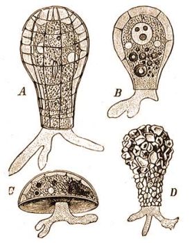 A) Quadrula symmetrica F. E. Sch., B) Hyalosphaeria lata F. E. Sch., C) Arcella vulgaris Ehrbg., D) Difflugia pyriformis Perty