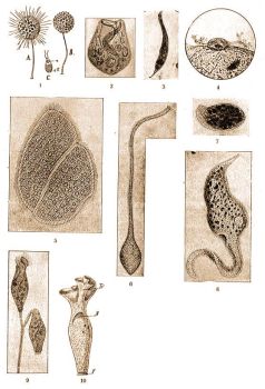 1. Clathrulina elegans Cienk., A) rendes, B) cystakpz-, C) rajz llat, n = mag, cV = lktethlyag. (Kkenthal-Krumbach: Hdbuch d. Zool. Bd. 1.) 2. Bursaria truncatella O. F. Mll. 3. Lionotus anser Ehrbg  4. Dendrocometes paradoxus Stein  5. Opalina ranarum Stein, . 6. Lacrimaria olor O. F. Mll.   7. Chilodon cocullulus Ehrbg  8. Dileptus cygnus Clap. et Lachm. s  9. Opercularia nutans Ehrbg. 10. Spirochona gemmipara Stein. Tr = tlcsr, N = mag, F = talpikorong (Doflein-Reichenow: Lehrb. d. Protozoenkunde, Bd. 1.) 