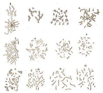 Pasteur rajzai baktriumokrl s lesztgombkrl
