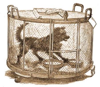 Pasteur llatksrletei: Veszett kutya ketrecben (Renouard rajza 1884-ben, az „Illustration” c. folyiratban)